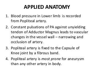 APPLIED ANATOMY
1. Blood pressure in Lower limb is recorded
from Popliteal artery.
2. Constant pulsations of PA against unyielding
tendon of Adductor Magnus leads to vascular
changes in the vessel wall – narrowing and
occlusion of artery.
3. Popliteal artery is fixed to the Capsule of
Knee joint by a fibrous band.
4. Popliteal artery is most prone for aneurysm
than any other artery in body.
 