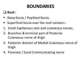 BOUNDARIES
 Roof :
 Deep fascia / Popliteal fascia.
 Superficial fascia over the roof contains :
1. Small Saphenous vein and cutaneous nerves.
2. Branches & terminal part of Posterior
Cutaneous nerve of thigh
3. Posterior division of Medial Cutaneous nerve of
thigh
4. Peroneal / Sural Communicating nerve
 