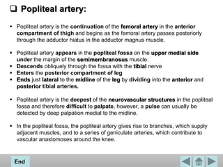  Popliteal artery:
 Popliteal artery is the continuation of the femoral artery in the anterior
compartment of thigh and begins as the femoral artery passes posteriorly
through the adductor hiatus in the adductor magnus muscle.
 Popliteal artery appears in the popliteal fossa on the upper medial side
under the margin of the semimembranosus muscle.
 Descends obliquely through the fossa with the tibial nerve
 Enters the posterior compartment of leg
 Ends just lateral to the midline of the leg by dividing into the anterior and
posterior tibial arteries.
 Popliteal artery is the deepest of the neurovascular structures in the popliteal
fossa and therefore difficult to palpate, however, a pulse can usually be
detected by deep palpation medial to the midline.
 In the popliteal fossa, the popliteal artery gives rise to branches, which supply
adjacent muscles, and to a series of geniculate arteries, which contribute to
vascular anastomoses around the knee.
End
 