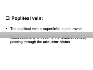 Popliteal vein:
 The popliteal vein is superficial to and travels
with the popliteal artery. It exits the popliteal
fossa superiorly to become the femoral vein by
passing through the adductor hiatus.
 