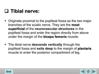  Tibial nerve:
 Originate proximal to the popliteal fossa as the two major
branches of the sciatic nerve. They are the most
superficial of the neurovascular structures in the
popliteal fossa and enter the region directly from above
under the margin of the biceps femoris muscle.
 The tibial nerve descends vertically through the
popliteal fossa and exits deep to the margin of plantaris
muscle to enter the posterior compartment of leg.
End
 