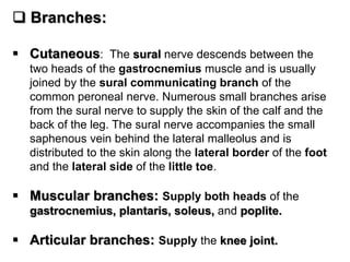  Branches:
 Cutaneous: The sural nerve descends between the
two heads of the gastrocnemius muscle and is usually
joined by the sural communicating branch of the
common peroneal nerve. Numerous small branches arise
from the sural nerve to supply the skin of the calf and the
back of the leg. The sural nerve accompanies the small
saphenous vein behind the lateral malleolus and is
distributed to the skin along the lateral border of the foot
and the lateral side of the little toe.
 Muscular branches: Supply both heads of the
gastrocnemius, plantaris, soleus, and poplite.
 Articular branches: Supply the knee joint.
 