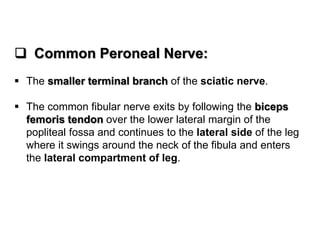  Common Peroneal Nerve:
 The smaller terminal branch of the sciatic nerve.
 The common fibular nerve exits by following the biceps
femoris tendon over the lower lateral margin of the
popliteal fossa and continues to the lateral side of the leg
where it swings around the neck of the fibula and enters
the lateral compartment of leg.
 