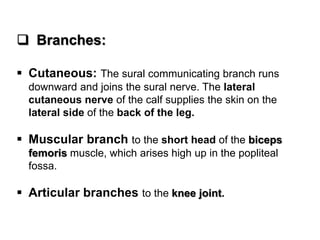  Branches:
 Cutaneous: The sural communicating branch runs
downward and joins the sural nerve. The lateral
cutaneous nerve of the calf supplies the skin on the
lateral side of the back of the leg.
 Muscular branch to the short head of the biceps
femoris muscle, which arises high up in the popliteal
fossa.
 Articular branches to the knee joint.
 