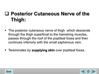  Posterior Cutaneous Nerve of the
Thigh:
 The posterior cutaneous nerve of thigh which descends
through the thigh superficial to the hamstring muscles,
passes through the roof of the popliteal fossa and then
continues inferiorly with the small saphenous vein.
 Tereminates by supplying skin over popliteal fossa.
End
 