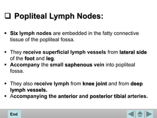  Popliteal Lymph Nodes:
 Six lymph nodes are embedded in the fatty connective
tissue of the popliteal fossa.
 They receive superficial lymph vessels from lateral side
of the foot and leg.
 Accompany the small saphenous vein into popliteal
fossa.
 They also receive lymph from knee joint and from deep
lymph vessels.
 Accompanying the anterior and posterior tibial arteries.
End
 