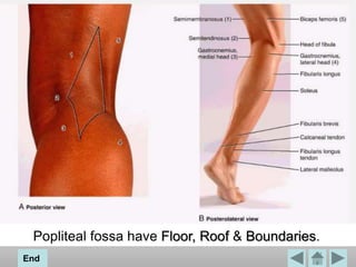 Popliteal fossa have Floor, Roof & Boundaries.
End
 