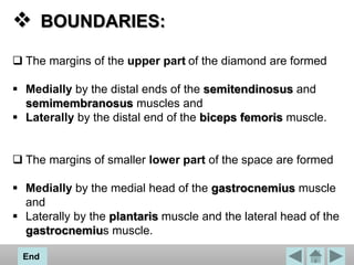  BOUNDARIES:
 The margins of the upper part of the diamond are formed
 Medially by the distal ends of the semitendinosus and
semimembranosus muscles and
 Laterally by the distal end of the biceps femoris muscle.
 The margins of smaller lower part of the space are formed
 Medially by the medial head of the gastrocnemius muscle
and
 Laterally by the plantaris muscle and the lateral head of the
gastrocnemius muscle.
End
 