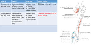 Popliteal fossa & back of thigh | PPTX