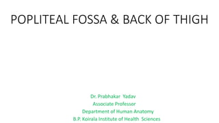 POPLITEAL FOSSA & BACK OF THIGH
Dr. Prabhakar Yadav
Associate Professor
Department of Human Anatomy
B.P. Koirala Institute of Health Sciences
 