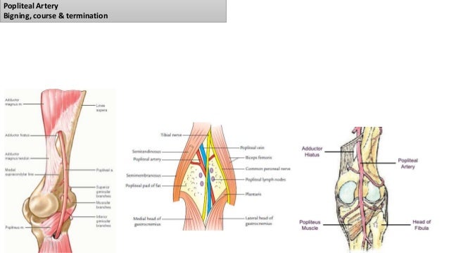 The Popliteal Surface Region Is Anterior To The Patellar Region Popliteal fossa & back of thigh