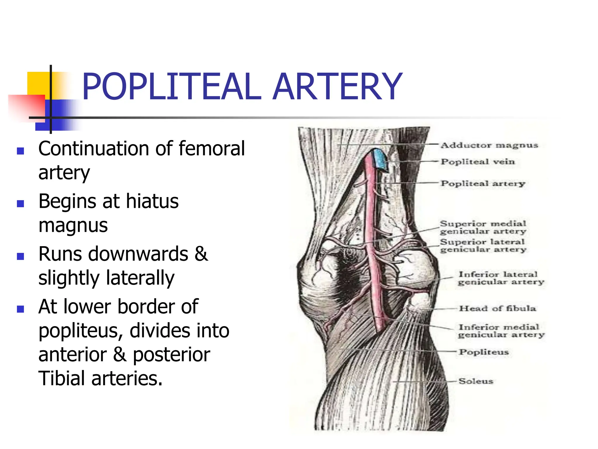 POPLITEAL ARTERY
 Continuation of femoral
artery
 Begins at hiatus
magnus
 Runs downwards &
slightly laterally
 At lower border of
popliteus, divides into
anterior & posterior
Tibial arteries.
 