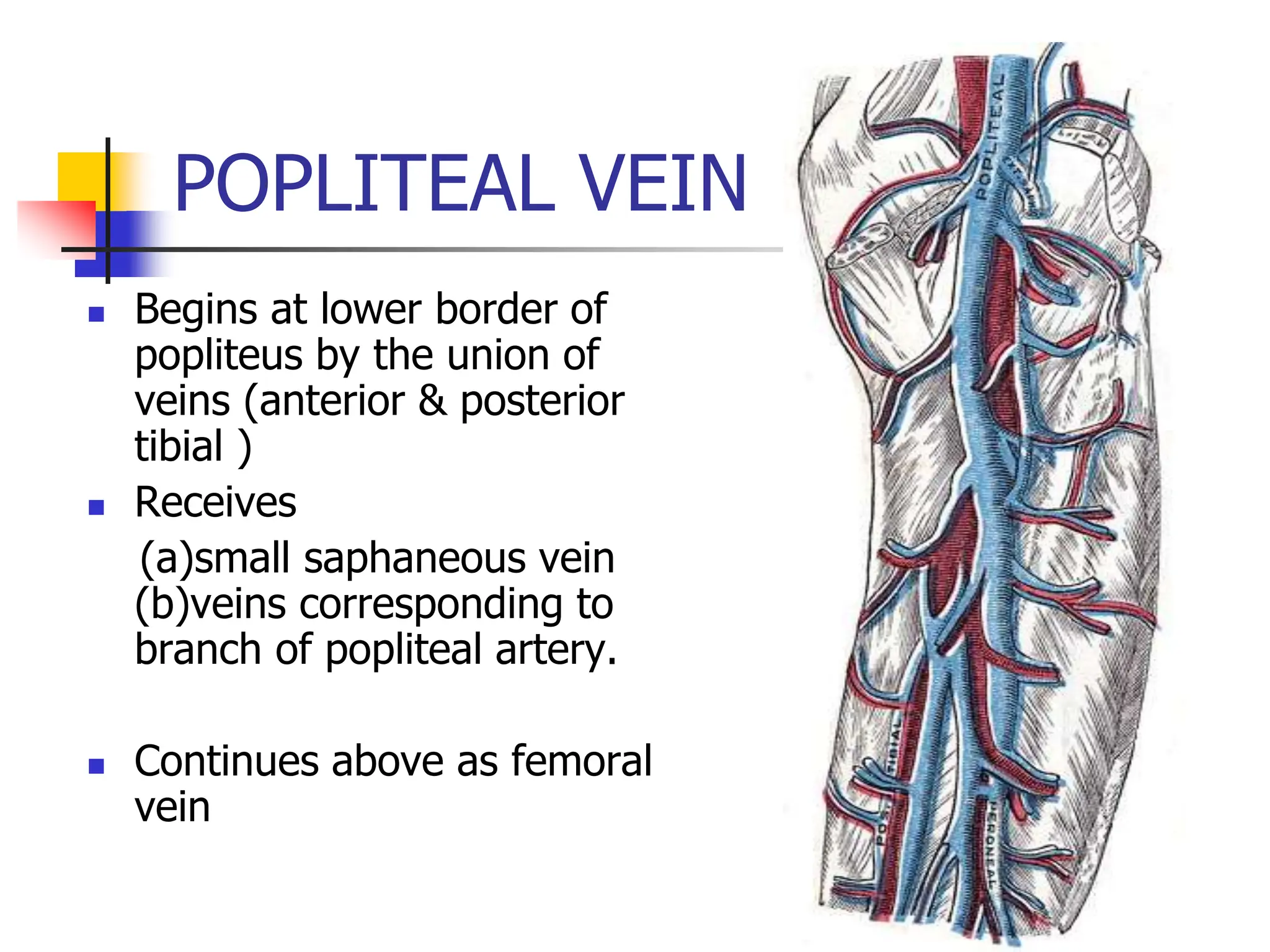 POPLITEAL VEIN
 Begins at lower border of
popliteus by the union of
veins (anterior & posterior
tibial )
 Receives
(a)small saphaneous vein
(b)veins corresponding to
branch of popliteal artery.
 Continues above as femoral
vein
 