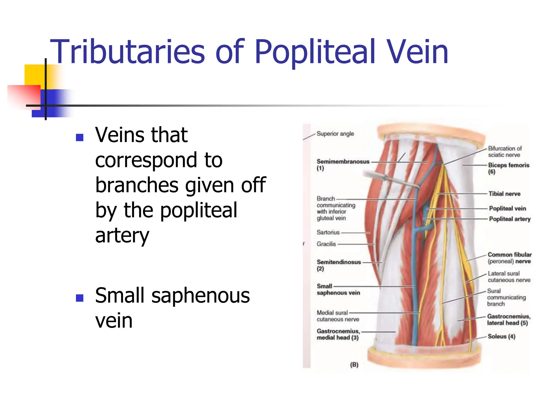 Tributaries of Popliteal Vein
 Veins that
correspond to
branches given off
by the popliteal
artery
 Small saphenous
vein
 