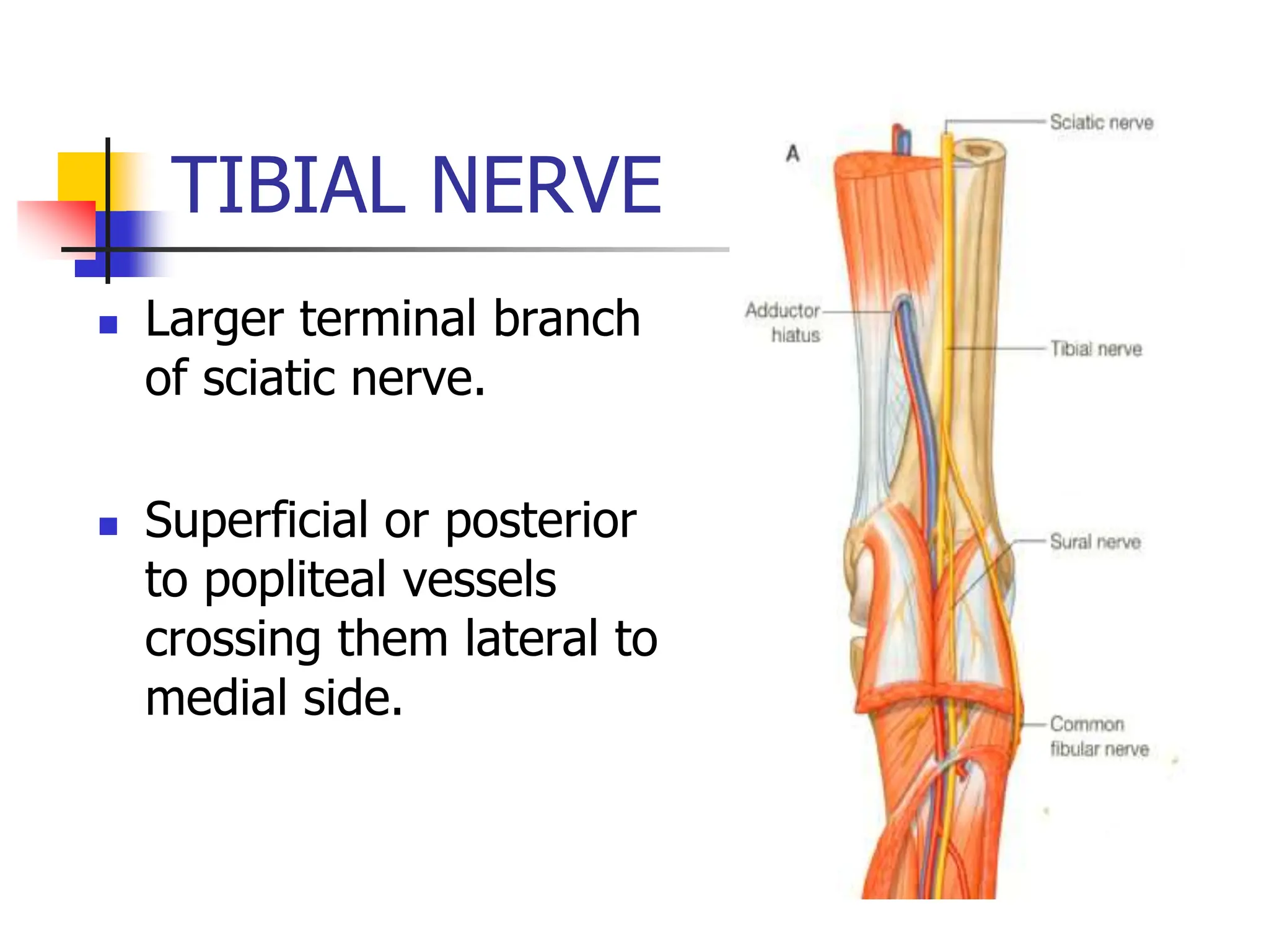 TIBIAL NERVE
 Larger terminal branch
of sciatic nerve.
 Superficial or posterior
to popliteal vessels
crossing them lateral to
medial side.
 