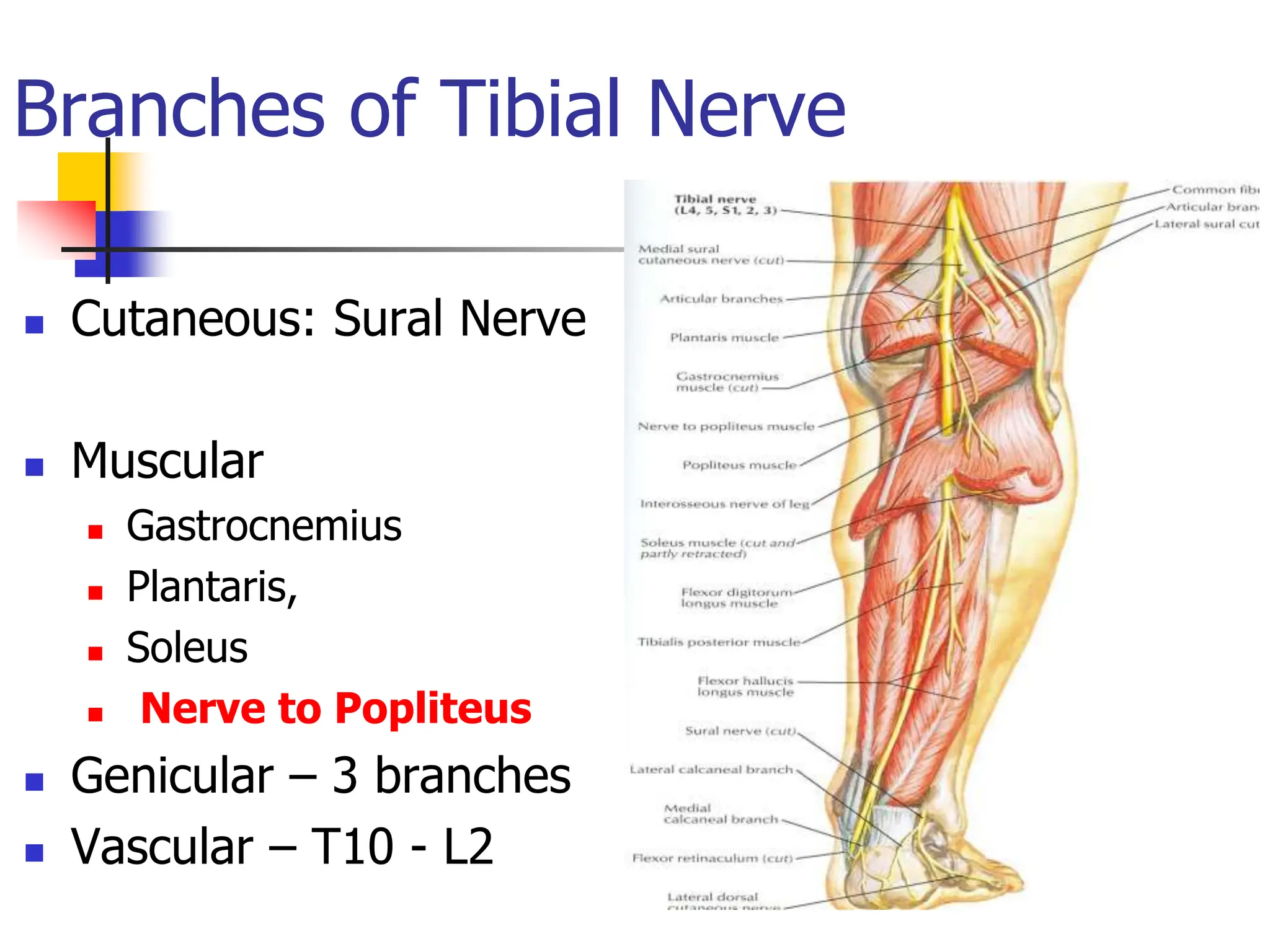 Branches of Tibial Nerve
 Cutaneous: Sural Nerve
 Muscular
 Gastrocnemius
 Plantaris,
 Soleus
 Nerve to Popliteus
 Genicular – 3 branches
 Vascular – T10 - L2
 