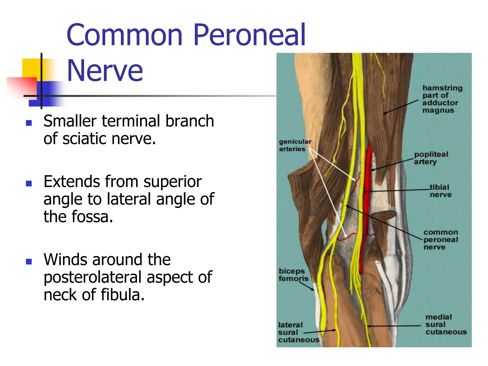 Common Peroneal
Nerve
 Smaller terminal branch
of sciatic nerve.
 Extends from superior
angle to lateral angle of
the fossa.
 Winds around the
posterolateral aspect of
neck of fibula.
 