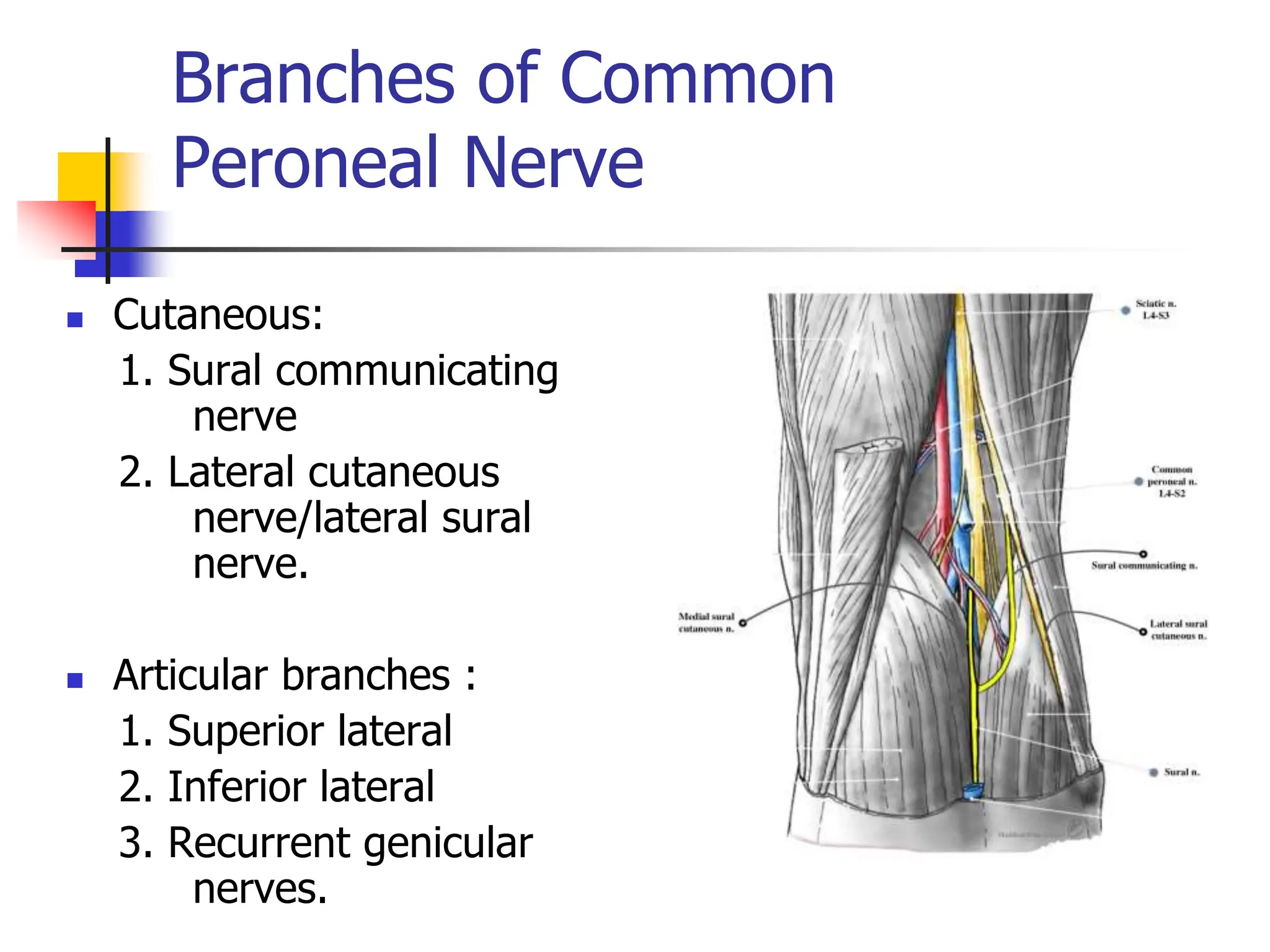 Branches of Common
Peroneal Nerve
 Cutaneous:
1. Sural communicating
nerve
2. Lateral cutaneous
nerve/lateral sural
nerve.
 Articular branches :
1. Superior lateral
2. Inferior lateral
3. Recurrent genicular
nerves.
 