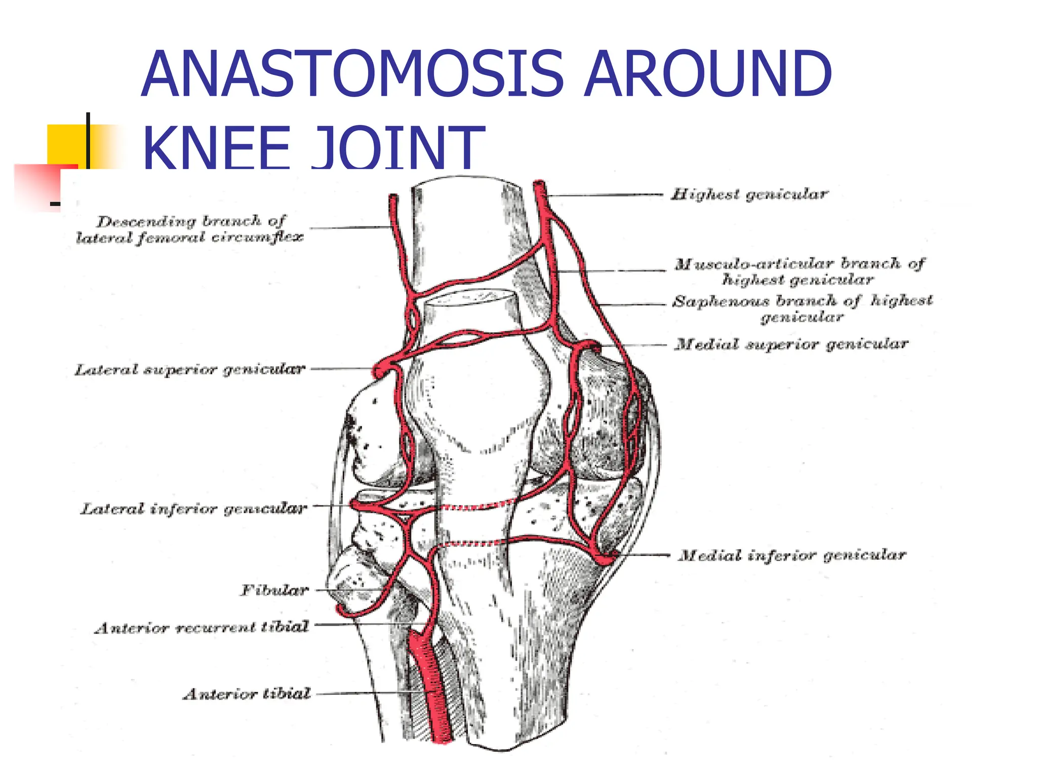 ANASTOMOSIS AROUND
KNEE JOINT
 