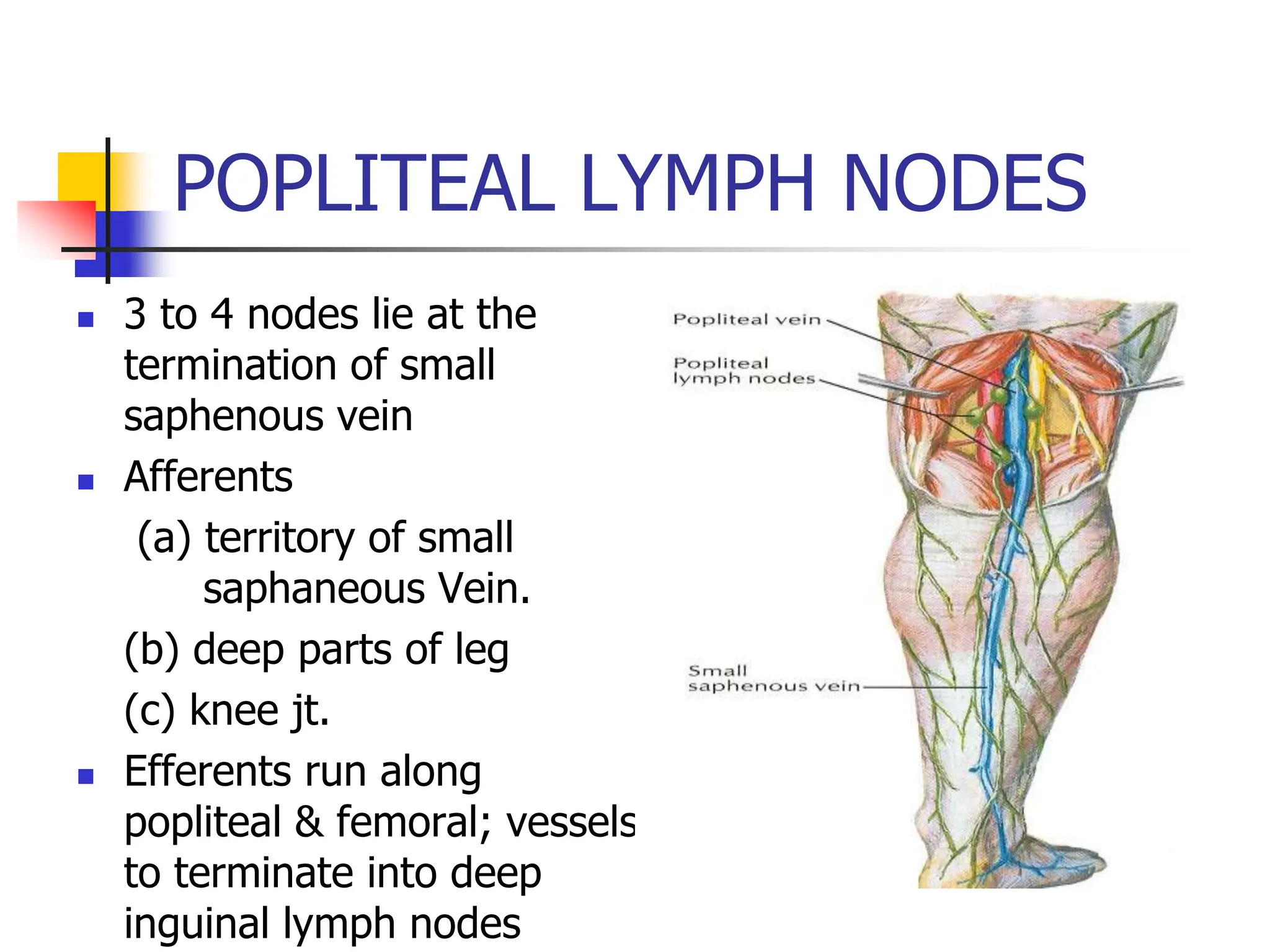 POPLITEAL LYMPH NODES
 3 to 4 nodes lie at the
termination of small
saphenous vein
 Afferents
(a) territory of small
saphaneous Vein.
(b) deep parts of leg
(c) knee jt.
 Efferents run along
popliteal & femoral; vessels
to terminate into deep
inguinal lymph nodes
 