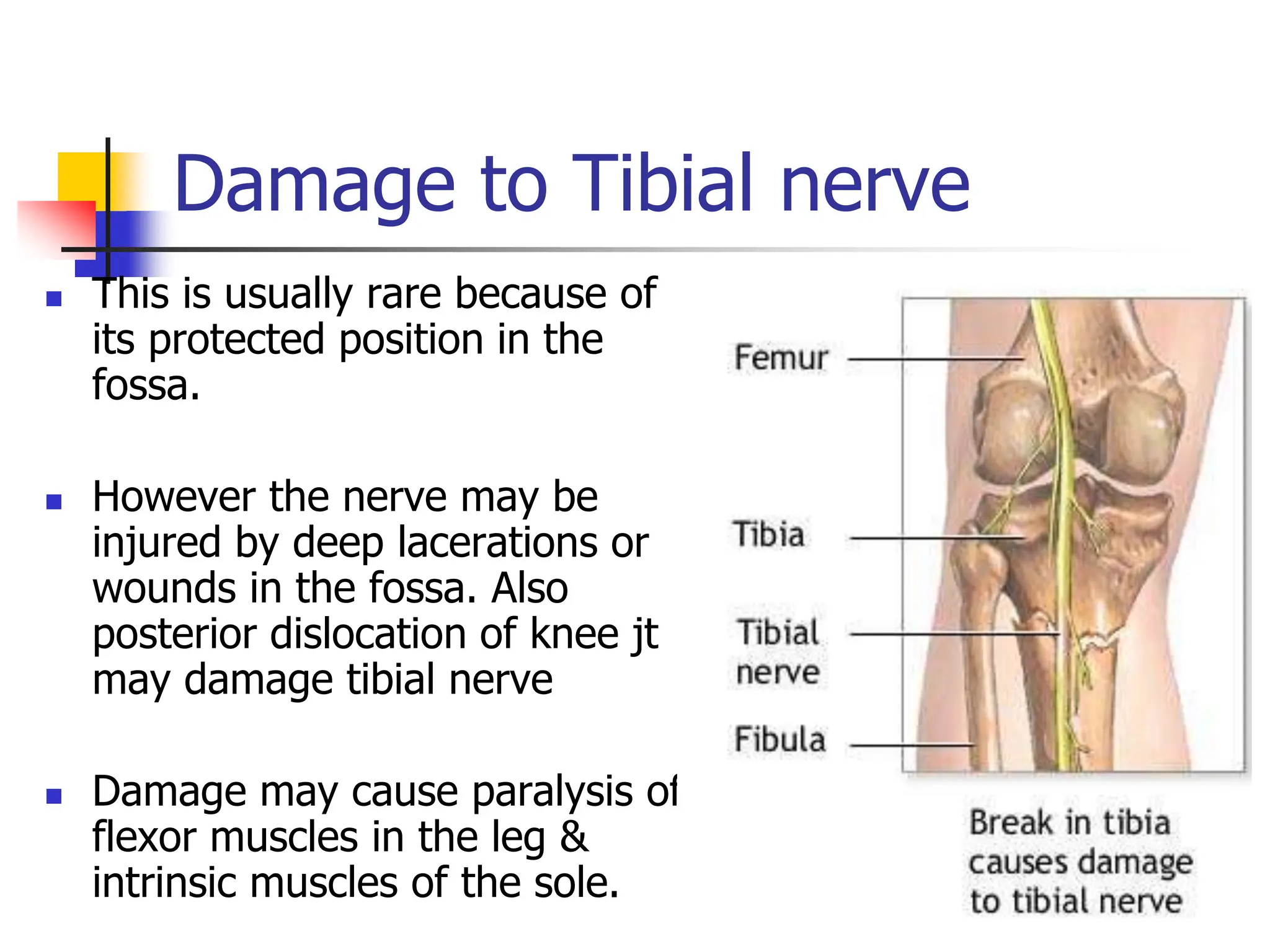 Damage to Tibial nerve
 This is usually rare because of
its protected position in the
fossa.
 However the nerve may be
injured by deep lacerations or
wounds in the fossa. Also
posterior dislocation of knee jt
may damage tibial nerve
 Damage may cause paralysis of
flexor muscles in the leg &
intrinsic muscles of the sole.
 