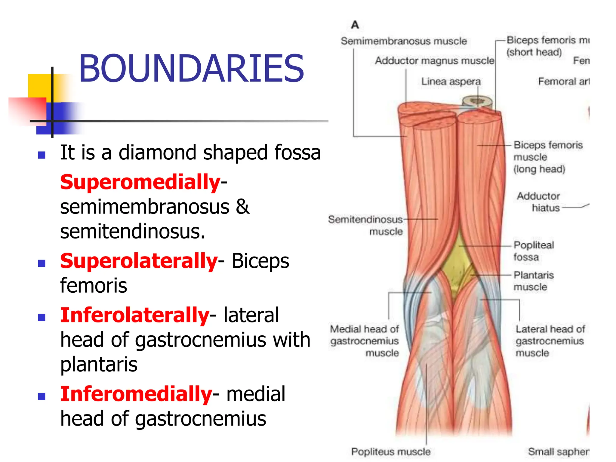 BOUNDARIES NEXT
 It is a diamond shaped fossa
Superomedially-
semimembranosus &
semitendinosus.
 Superolaterally- Biceps
femoris
 Inferolaterally- lateral
head of gastrocnemius with
plantaris
 Inferomedially- medial
head of gastrocnemius
 