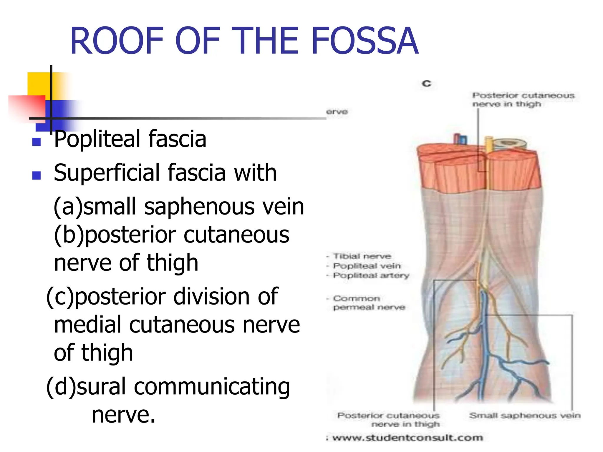 ROOF OF THE FOSSA
 Popliteal fascia
 Superficial fascia with
(a)small saphenous vein
(b)posterior cutaneous
nerve of thigh
(c)posterior division of
medial cutaneous nerve
of thigh
(d)sural communicating
nerve.
 