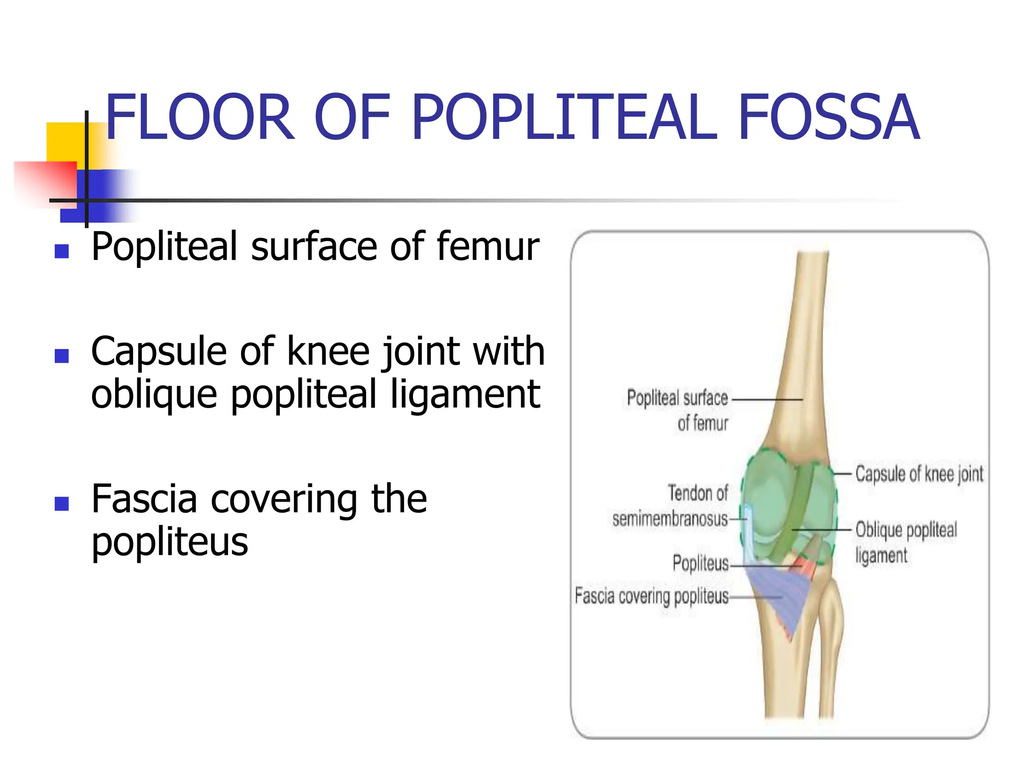 FLOOR OF POPLITEAL FOSSA
 Popliteal surface of femur
 Capsule of knee joint with
oblique popliteal ligament
 Fascia covering the
popliteus
 