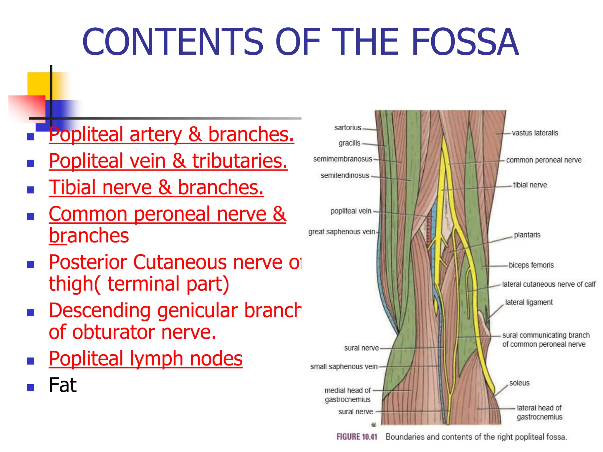 CONTENTS OF THE FOSSA
 Popliteal artery & branches.
 Popliteal vein & tributaries.
 Tibial nerve & branches.
 Common peroneal nerve &
branches
 Posterior Cutaneous nerve of
thigh( terminal part)
 Descending genicular branch
of obturator nerve.
 Popliteal lymph nodes
 Fat
 