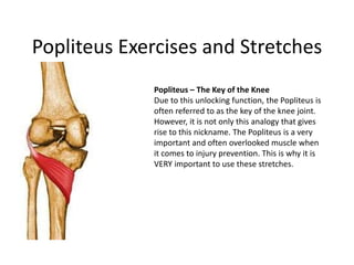 Popliteus Exercises and Stretches
Popliteus – The Key of the Knee
Due to this unlocking function, the Popliteus is
often referred to as the key of the knee joint.
However, it is not only this analogy that gives
rise to this nickname. The Popliteus is a very
important and often overlooked muscle when
it comes to injury prevention. This is why it is
VERY important to use these stretches.
 