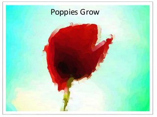 Poppies Grow 
 
