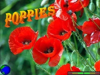 POPpies 