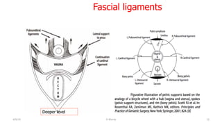  
Fascial ligaments
4/9/19	
   O	
  Warda	
   13	
  
Deeper level
	
  
	
  
	
  
	
  
	
  
 