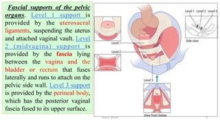  
Fascial supports of the pelvic
organs. Level 1 support is
provided by the uterosacral
ligaments, suspending the uterus
and attached vaginal vault. Level
2 (midvagina) support is
provided by the fascia lying
between the vagina and the
bladder or rectum that fuses
laterally and runs to attach on the
pelvic side wall. Level 3 support
is provided by the perineal body,
which has the posterior vaginal
fascia fused to its upper surface.
Osama	
  	
  Warda	
   9	
  
 
