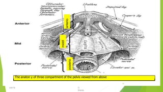 The anatomy of three compartment of the pelvis viewed from above
anterio
r
middl
e
posterio
r
4/9/19 O
Warda
10
 