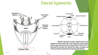 Fascial ligaments
7
Deeper level
4/9/19 O
Warda
 