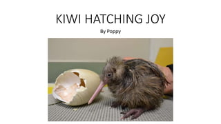 KIWI HATCHING JOY
By Poppy
 