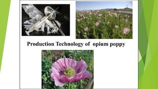 Production Technology of opium poppy
 