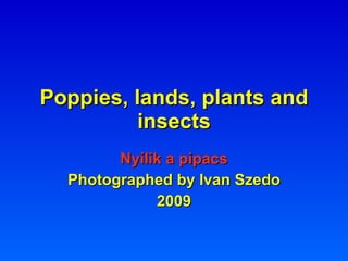 Poppies, lands, plants and insects Nyílik a pipacs Photographed by Ivan Szedo 2009 