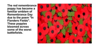The red remembrance
poppy has become a
familiar emblem of
Remembrance Day
due to the poem "In
Flanders Fields".
These poppies
bloomed across
some of the worst
battlefields.