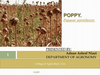 SAQIB
POPPY.
PRESENTED BY:
Adnan Ashraf Niazi
DEPARTMENT OF AGRONOMY
POPPY.
Papaver somniferum.
College of Agriculture, Uos
1
 