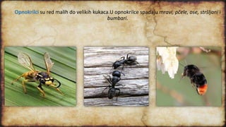 Opnokrilci su red malih do velikih kukaca.U opnokrilce spadaju mravi, pčele, ose, stršljani i
bumbari.
 