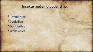 Insekte možemo podeliti na:
*Pravokrilce
*Dvokrilce
*Opnokrilce
*Tvrdokrilce
 