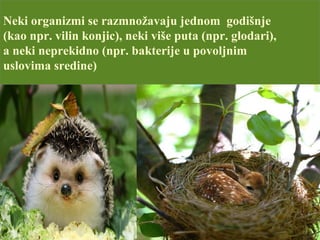 Neki organizmi se razmnožavaju jednom godišnje
(kao npr. vilin konjic), neki više puta (npr. glodari),
a neki neprekidno (npr. bakterije u povoljnim
uslovima sredine)
 