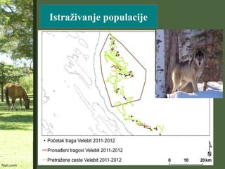 UZRASNA STRUKTURA se odnosi na brojčani odnos
mlađih i starijih jedinki
Više mladih jedinki Veća populacija
 