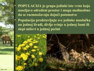 POPULACIJA je grupa jedinki iste vrste koja
naseljava određeni prostor i mogu međusobno
da se razmnožavaju dajući potomstvo
Populaciju predstavljaju sve jedinke maslačka
na jednoj livadi, divlje svinje u jednoj šumi ili
slepi miševi u jednoj pećini
 