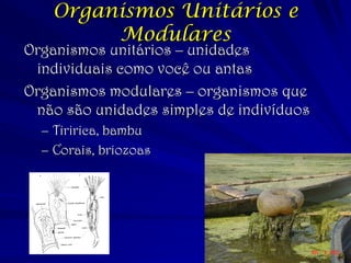 Prevenção 
Após a morte o vírus fica contagioso nos fluidos por vários dias 
Enterros precisam exercer cuidados 
Manuseio e transporte: colocar em sacos e enterrar fora da cidade 
–Práticas culturais e crenças religiosas 
–Não pode lavar ou tocar cadáver 
–Precisa de incinerar todo !!!!  