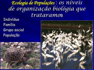 Informação epidemiológica geralmente transmite mais dicas sobre a doença. 
oFebres hemorrágicas da Vale do Rift, Congo-Crimea, Marburg, e Ebola, e febre amarela: Amarelamento e hepatite dominam o quadro clínico. 
oDoença da Floresta de Kyasanur e febre hemorrágica de Omsk: Doença bifásica com sintomas pulmonárias seguido por problemas do sistema nervoso central. 
oFebre de Lassa: Edema periférica severa sem hemorragia significante. 
oFebre hemorrágica de Congo-Crimea: Hemorragia severa e transmissão nosocomial. 
oHantavírus: Síndrome de Destreza Respiratório Adulto. 
Síndromes Clínicos  