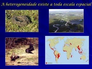 A assembleia do nucleocápsideos do vírus de Ebola requer as proteínas 35 e 24 associadas com o vírus e a modificação após a translação do nucleoproteína 
•Descreve mecanismo distinto de regulação das proteínas VP35 e VP24 da assembleia do filovirus 
•Sugere novas maneiras para terapias e vacinas para Ebola e vírus relacionados 
A detecção de anticorpos dos quatro four subtipos do vírus de Ebola no soro de qualquer espécie usa um teste anticorpo-fago indicador Avalia a presencia de anticorpos específicos no soro Descreve o desenvolvimento de um teste novo para a detecção da soro conversão independente do subtipo de vírus de Ebola ou espécie animal 
Pesquisa Básica Atual  