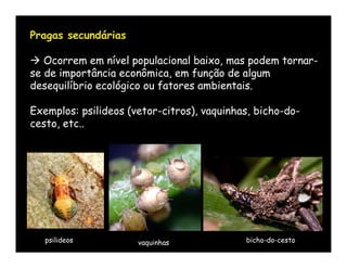 Pragas secundárias

 Ocorrem em nível populacional baixo, mas podem tornar-
se de importância econômica, em função de algum
desequilíbrio ecológico ou fatores ambientais.

Exemplos: psilideos (vetor-citros), vaquinhas, bicho-do-
cesto, etc..




   psilideos          vaquinhas             bicho-do-cesto
 